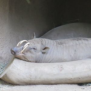 North Sulawesi Babirusa(8/23/2024)