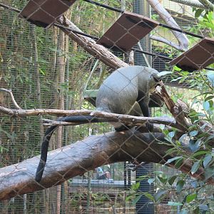 De Brazza's Monkey(8/23/2024)