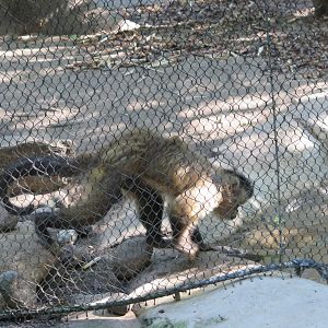 Brown Capuchin(8/23/2024)