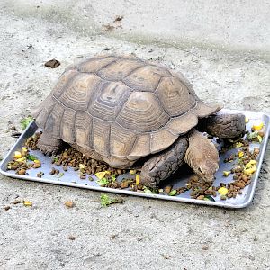 Sulcata Tortoise