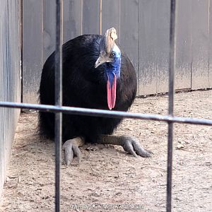 Southern Cassowary