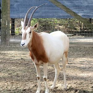 Scimitar-Horned Oryx