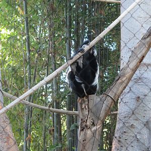 Angolan Colobus Monkey(8/23/2024)