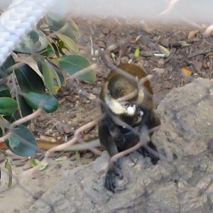 Red Tailed Guenon w/ baby(8/23/2024)