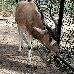 Addax