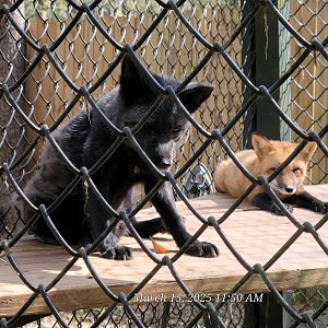 Red Fox (Silver Morph)
