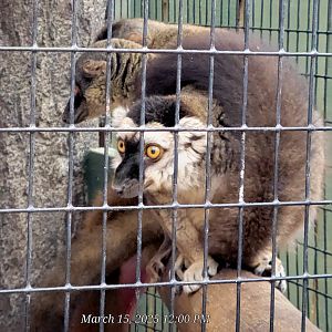 Brown Lemur