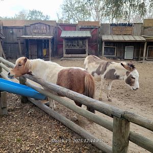 Minature Horse and Sicilian Donkey