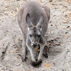 Red Kangaroo