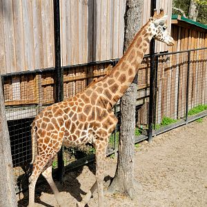 Reticulated Giraffe