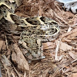 Puff Adder