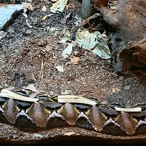 Gaboon Viper