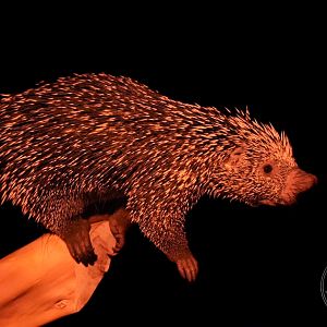 Brazilian porcupine (Coendou prehensilis)