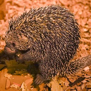 Brazilian porcupine (Coendou prehensilis)