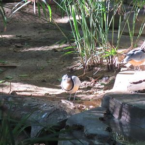 Egyptian Plover(8/23/2024)