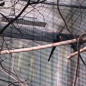 Green Woodhoopoe(8/23/2024)
