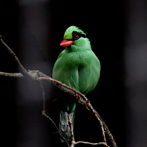 Javan green magpie