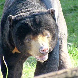 Malayan sun bear