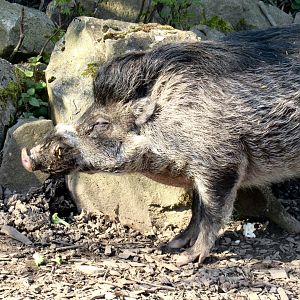 Visayan warty pig