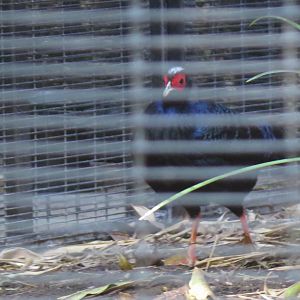 Edward's Pheasant(8/23/2024)