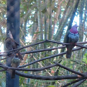 Pink Headed Fruit Dove, with two other species I'm not sure of(8/23/2024)