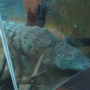 Siamese Crocodile(8/23/2024)