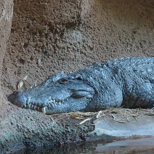 Siamese Crocodile(8/23/2024)
