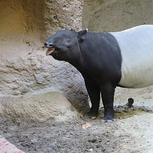 Malayan Tapir(8/23/2024)