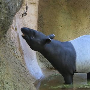 Malayan Tapir(8/23/2024)