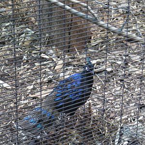 Palawan Peacock Pheasant