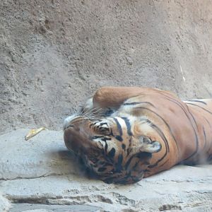 Malayan Tiger(8/23/2024)