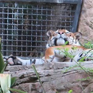 Malayan Tiger(8/23/2024)