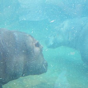 River Hippo(8/23/2024)