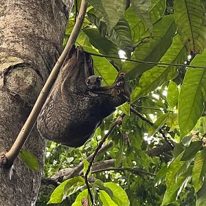 Colugo and Baby