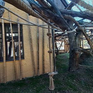 Roloway monkey exhibit