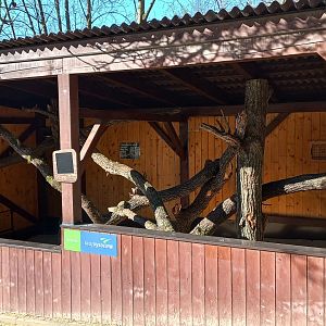 Future small cat exhibit