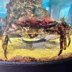 Tasmanian giant crab