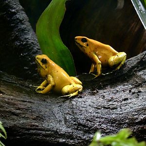 Golden poison dart frog