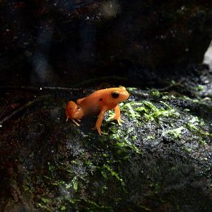 Golden mantella
