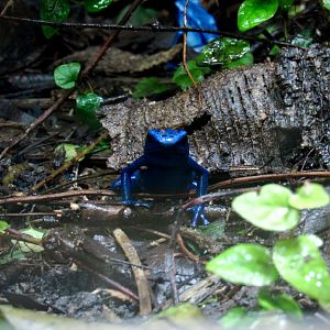 Blue poison dart frog