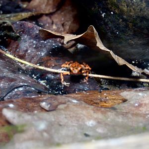 Strawberry poison dart frog
