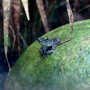 Whitebelly reed frog