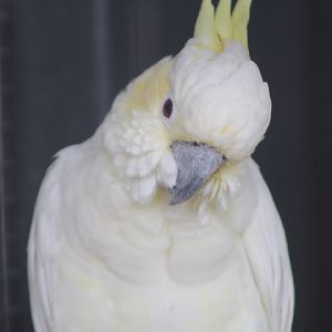 Sulawesi yellow-crested cockatoo (Cacatua sulphurea sulphurea) - Aviary Park