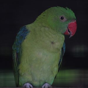 Sulawesi azure-rumped parrot (Tanygnathus sumatranus sumatranus) - Aviary Park