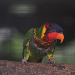 Ornate lorikeet (Saudareos ornata) - Aviary Park
