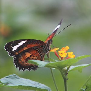 Orange lacewing (Cethosia penthesilea penthesilea) - Aviary Park