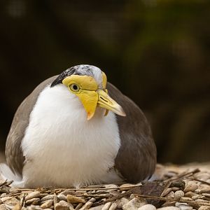 Masked lapwing : Cotswold WP : 14 Mar 2025