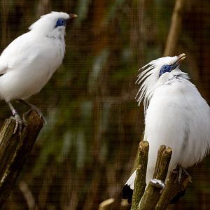 Bali myna : Cotswold WP : 14 Mar 2025