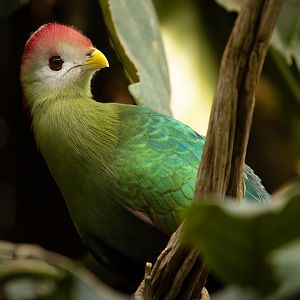 Red-crested turaco : Cotswold WP : 14 Mar 2025
