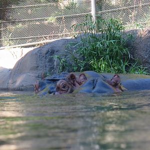 River Hippo(8/23/2024)